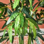 Teodora Bamboo Tree - 120 cm