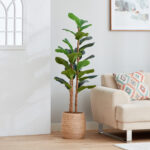 Teodora Fiddle Tree - 150 cm