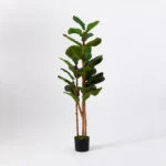 Teodora Fiddle Tree - 150 cm