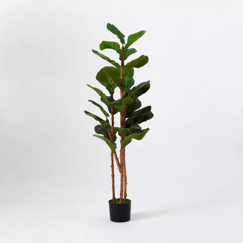 Teodora Fiddle Tree - 150 cm - Image 2