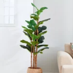 Teodora Fiddle Tree - 150 cm