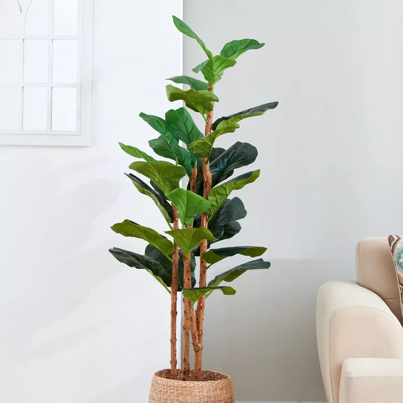 Teodora Fiddle Tree - 150 cm - Image 3
