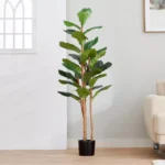 Teodora Fiddle Tree - 150 cm