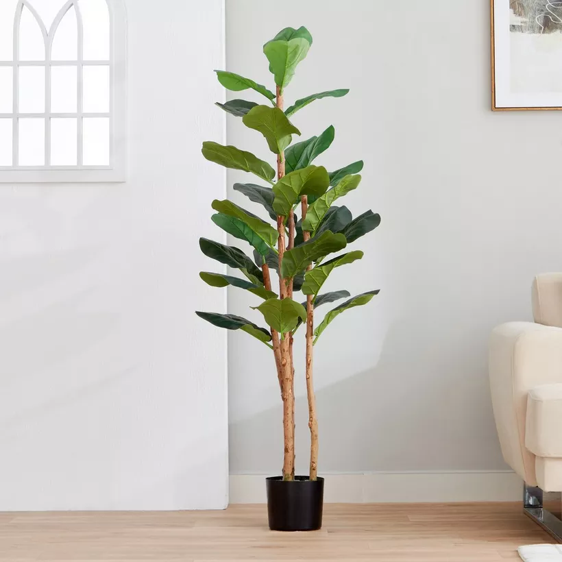 Teodora Fiddle Tree - 150 cm - Image 4