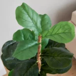 Teodora Fiddle Tree - 150 cm