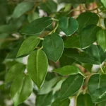 Teodora Ficus Artificial Tree - 210 cm