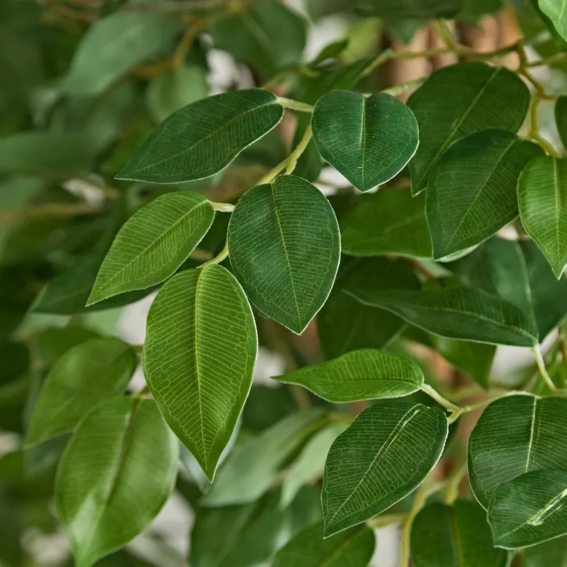 Teodora Ficus Artificial Tree - 210 cm - Image 3