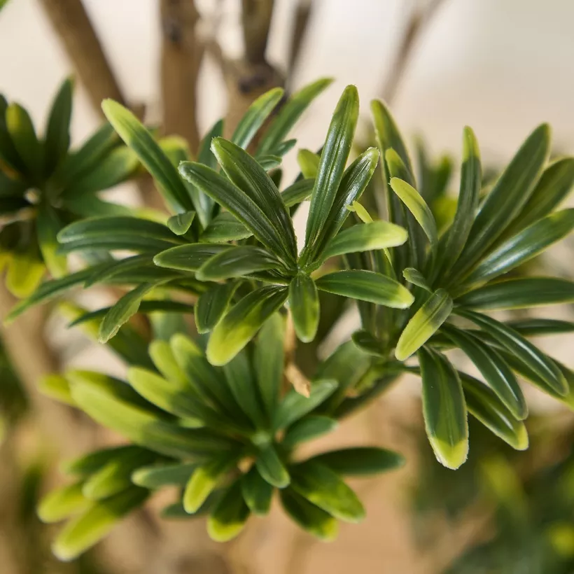 Teodora Artificial Podocarpus Tree - 100 cm - Image 4