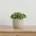 Sansa Siera Ceramic Planter - 12.5x12.5x11 cm - Image 6
