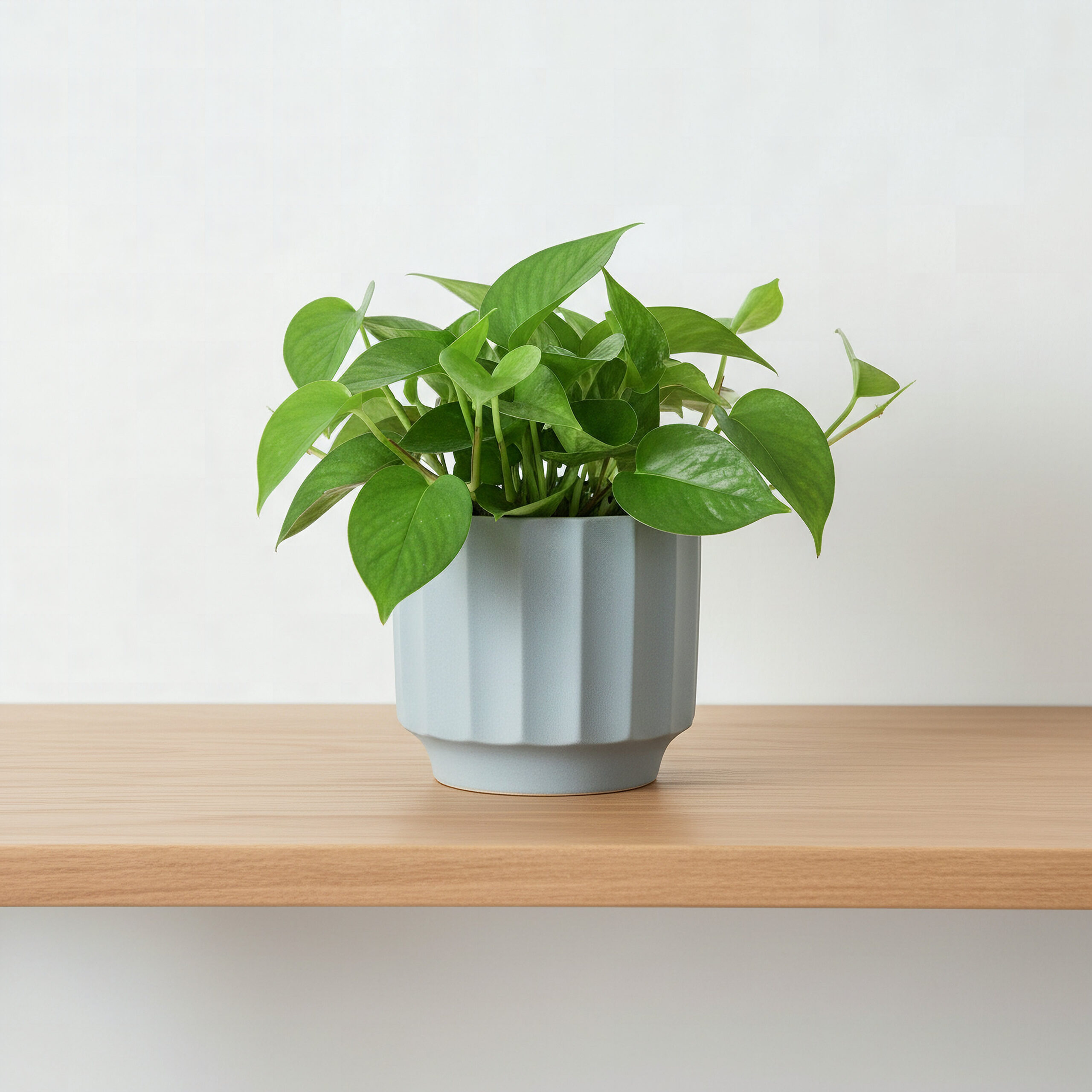 Opaline Vogish Decorative Ceramic Planter - 16x16x14 cm