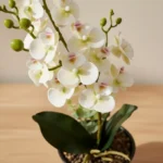 Areos Artificial Orchid Plant in Ceramic Pot - 46 cm
