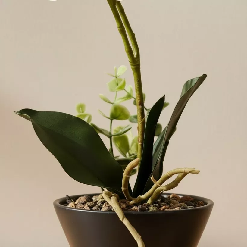 Areos Artificial Orchid Plant in Ceramic Pot - 46 cm - Image 4