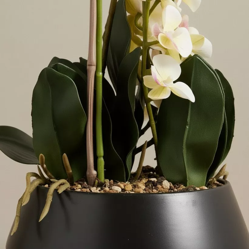 Areos Artificial Orchid Plant in Ceramic Pot - 50 cm - Image 4