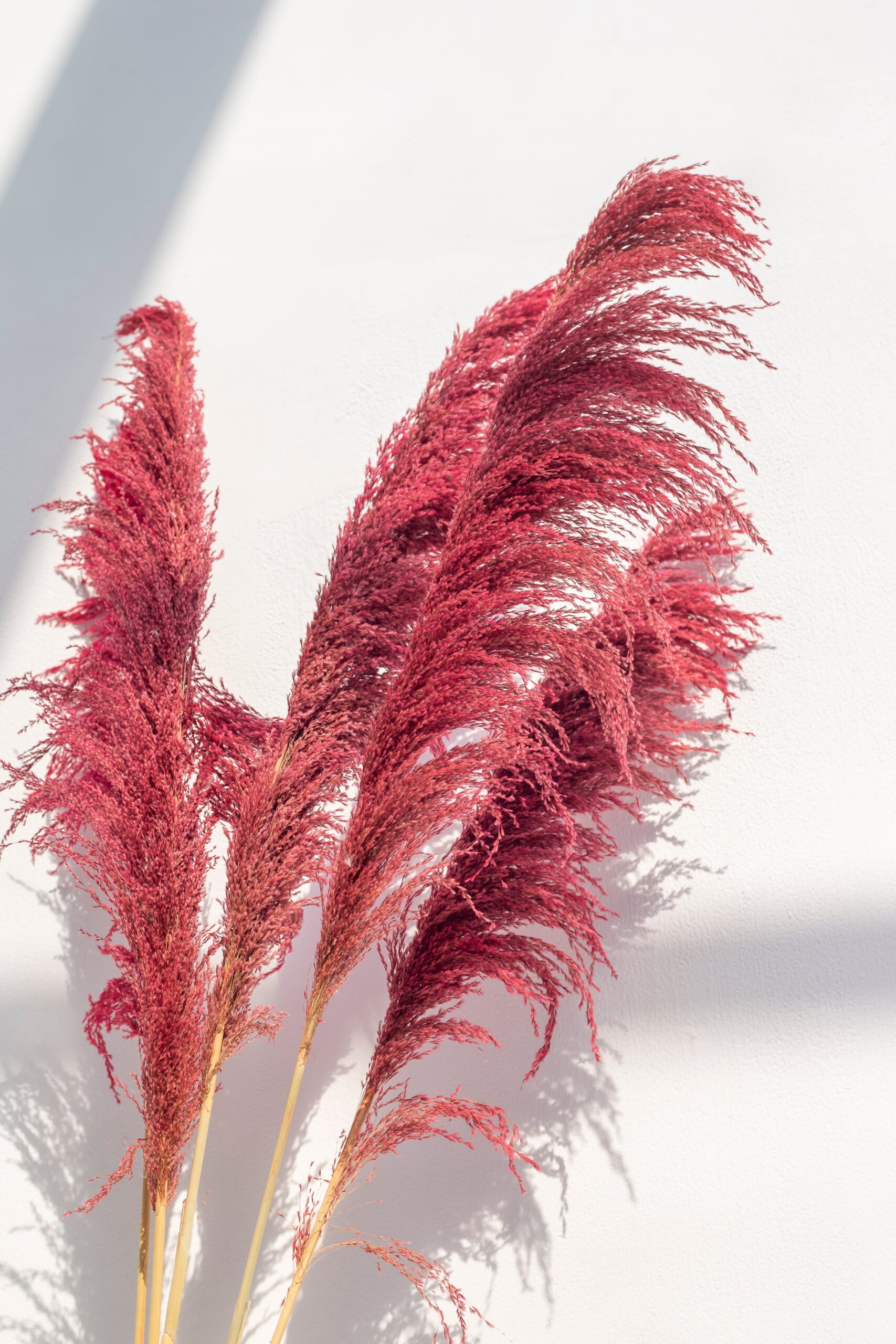 Long Dried Flower Crimson Pampas (5 stems) - Image 4