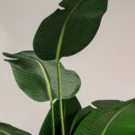 Strelitzia Artificial Tree
