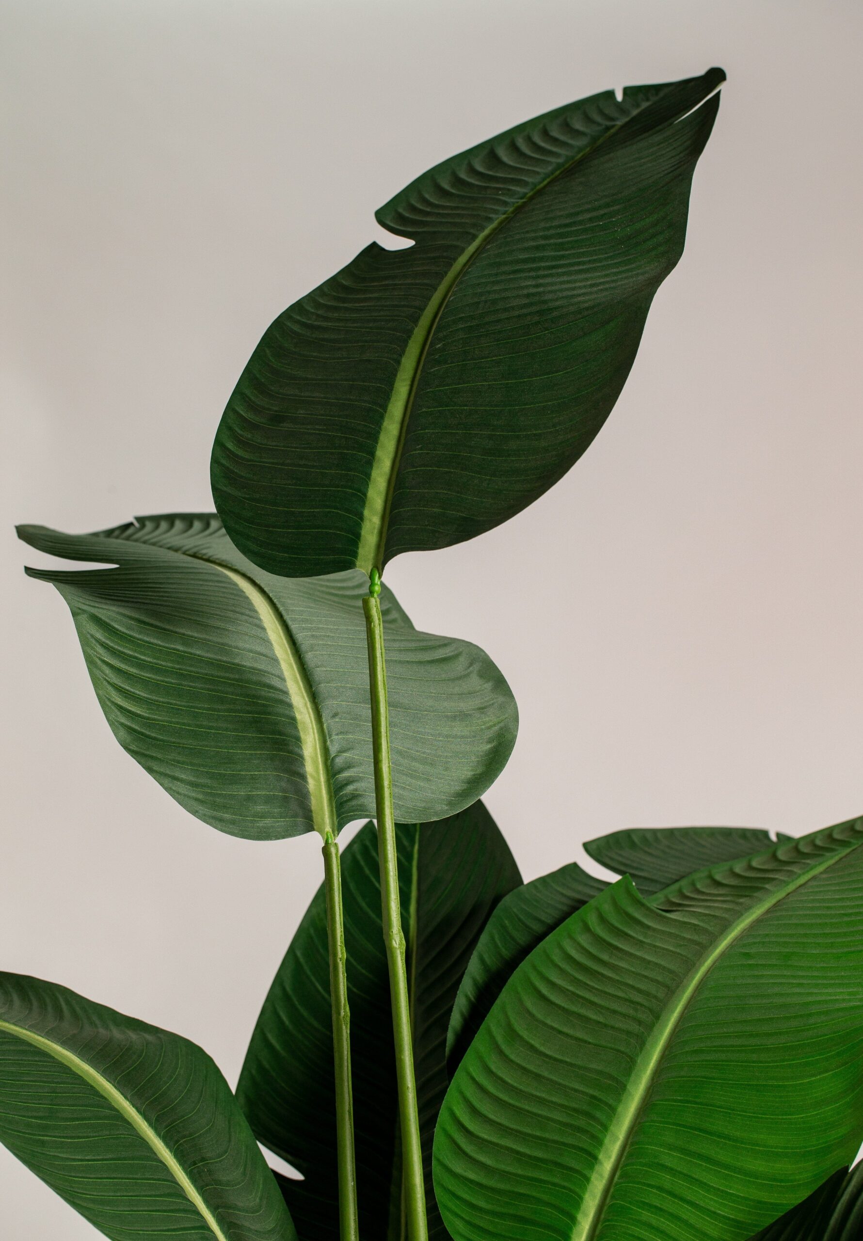 Strelitzia Artificial Tree - Image 5