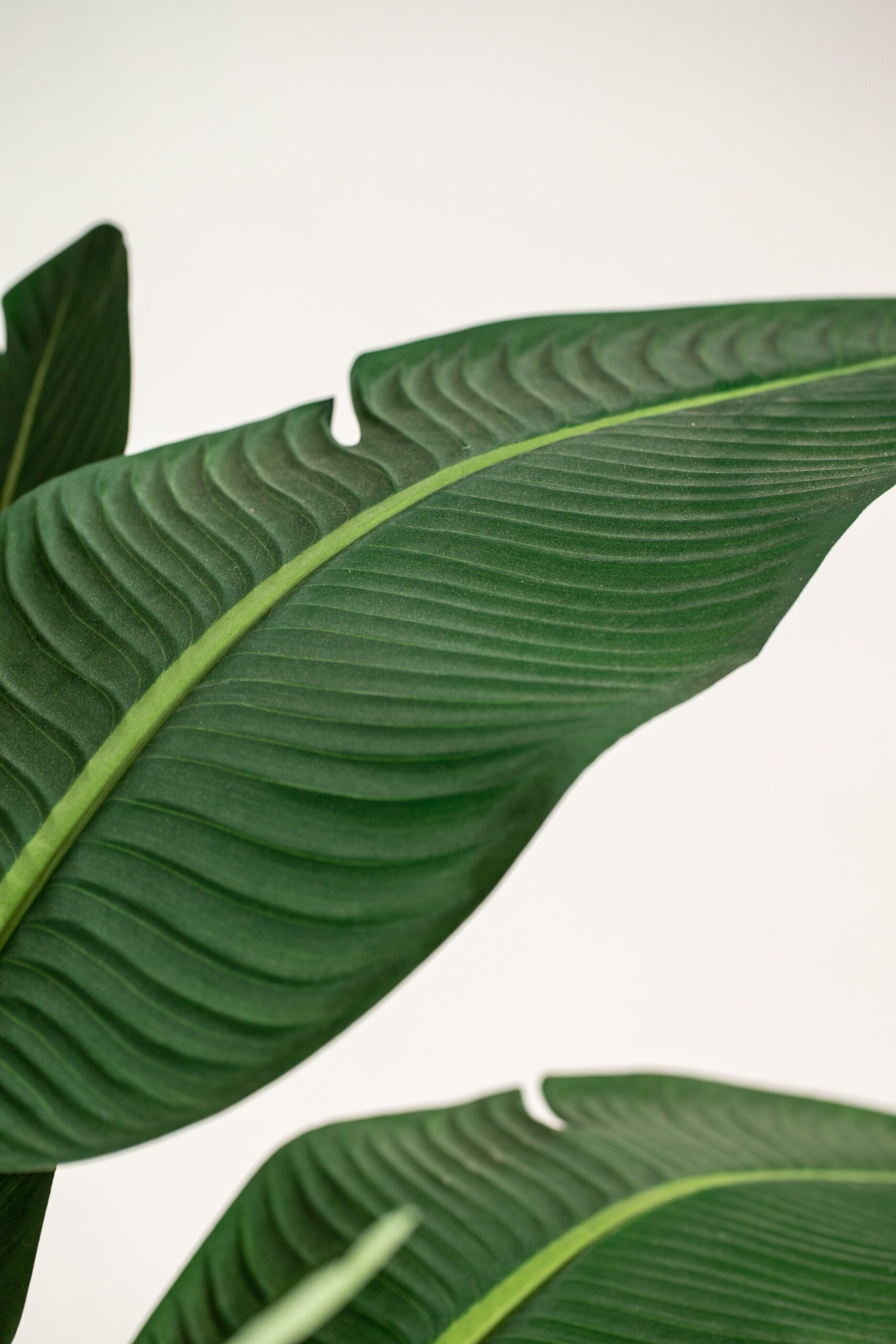 Strelitzia Artificial Tree - Image 6