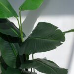 Strelitzia Artificial Tree