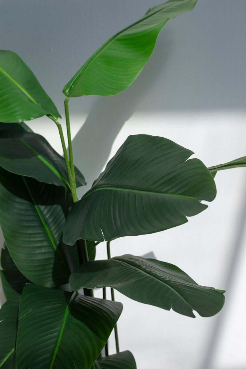 Strelitzia Artificial Tree - Image 7