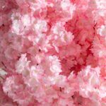 Pink Cherry Blossom
