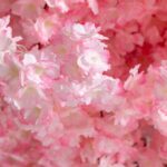 Pink Cherry Blossom