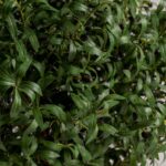 Olive Artificial Tree With Natural Wood Trunk
