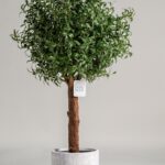 Olive Artificial Tree With Natural Wood Trunk