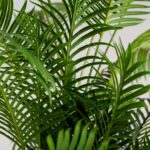 Areca Palm Artificial Plant (240CM)