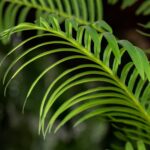 Areca Palm Artificial Plant (240CM)