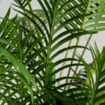 Areca Palm Artificial Plant (240CM)