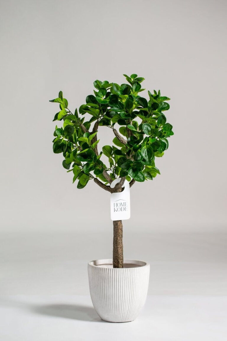 Ficus Tree (120CM)