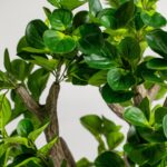 Ficus Tree (120CM)