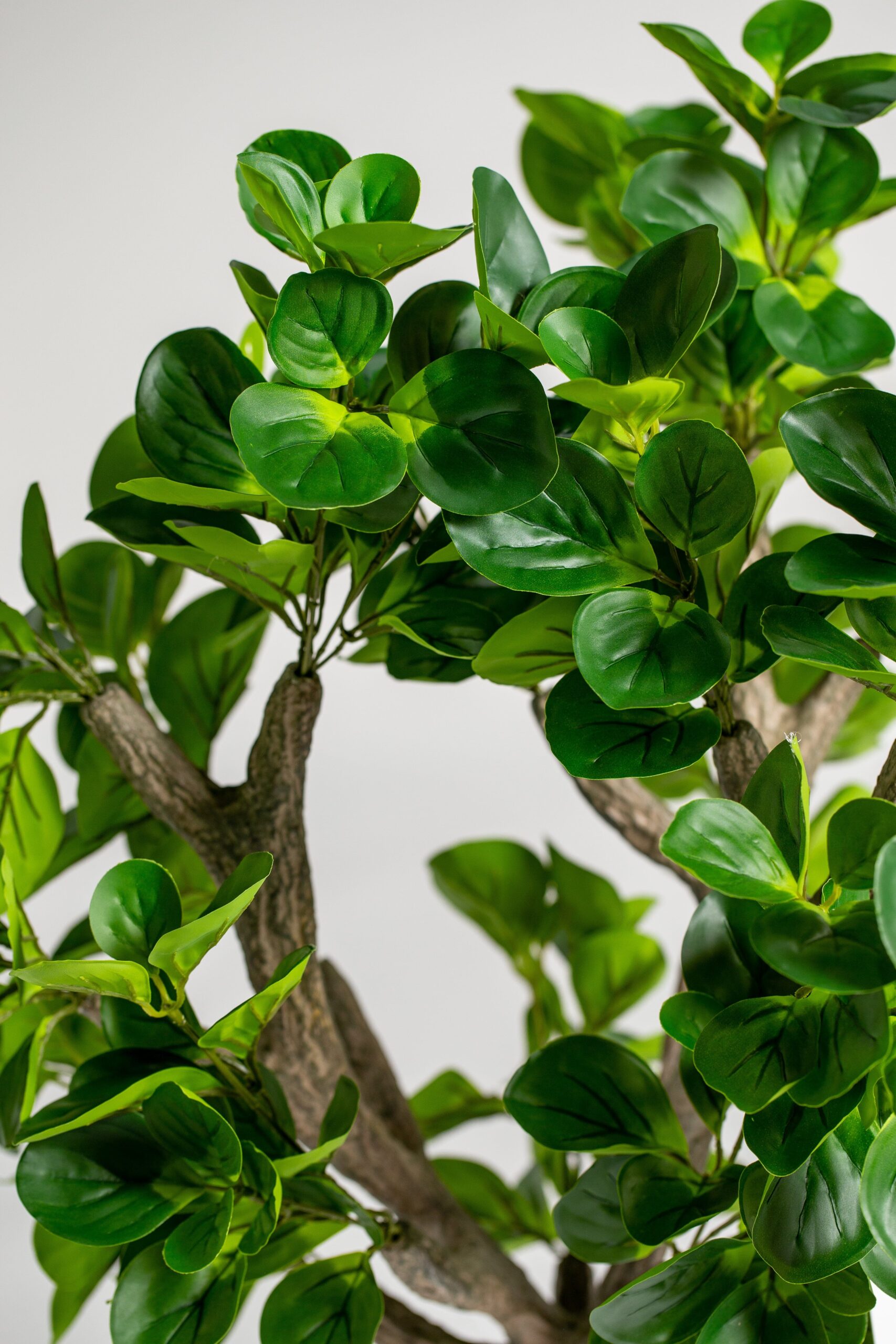 Ficus Tree (120CM) - Image 2