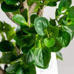 Ficus Tree (120CM)