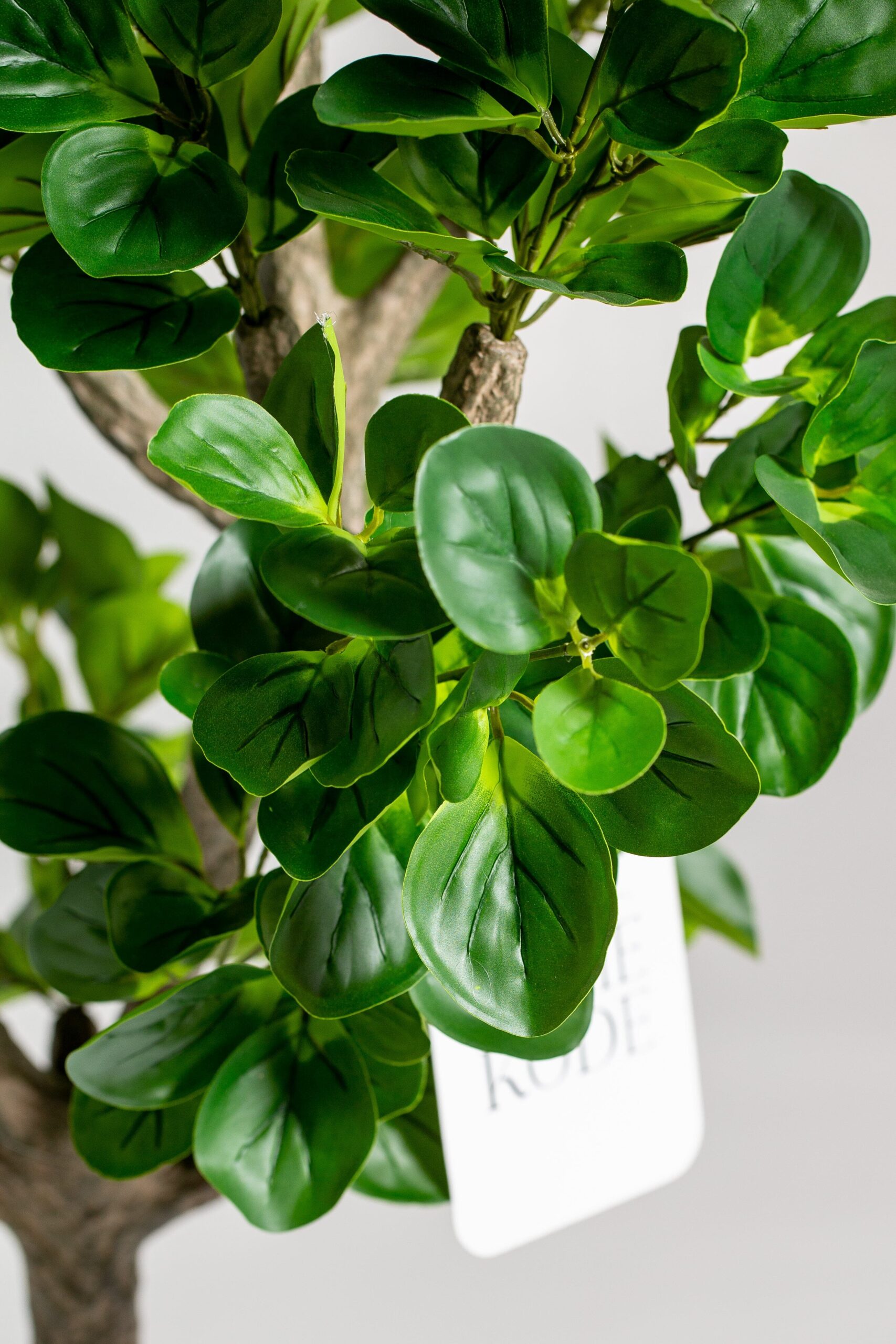Ficus Tree (120CM) - Image 3