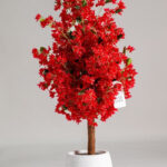 Red Cherry Blossom