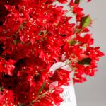Red Cherry Blossom