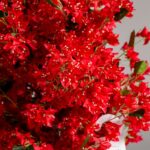 Red Cherry Blossom