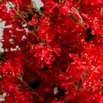 Red Cherry Blossom
