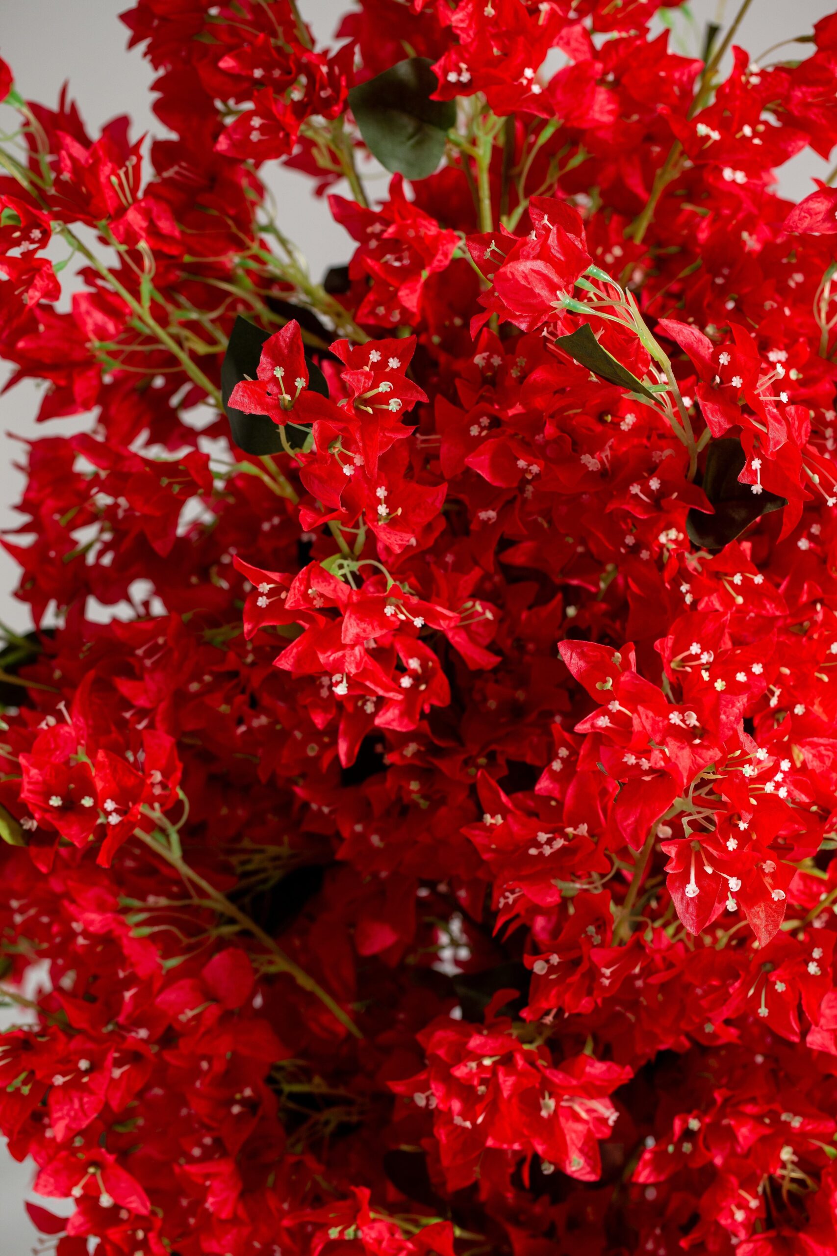 Red Cherry Blossom - Image 4