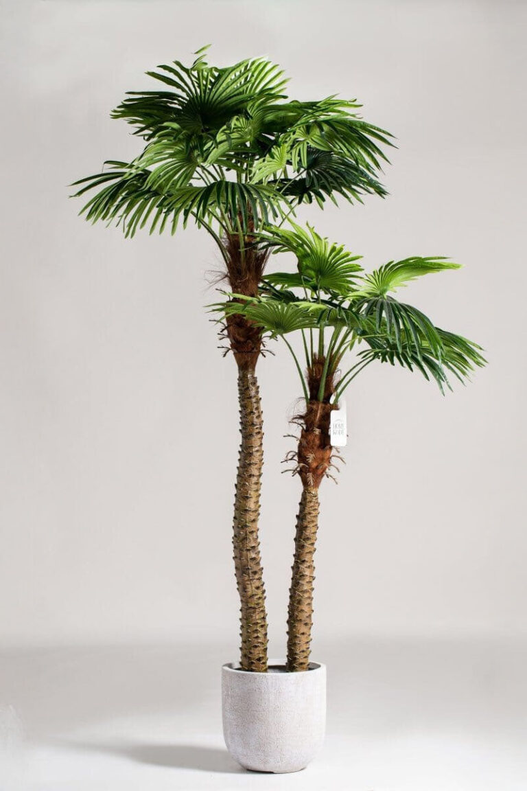 Double Headed Palm Tree (290CM)