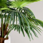 Double Headed Palm Tree (290CM)