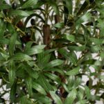 Olive Artificial Tree
