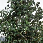 Olive Artificial Tree