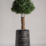Boxwood Tree Artificial Plant (200CM)