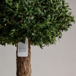 Boxwood Tree Artificial Plant (200CM)