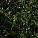 Boxwood Tree Artificial Plant (200CM)
