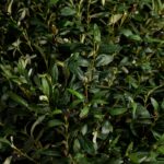 Boxwood Tree Artificial Plant (200CM)