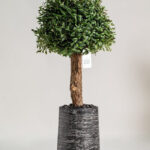 Boxwood Tree Artificial Plant (150CM)