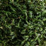 Boxwood Tree Artificial Plant (150CM)